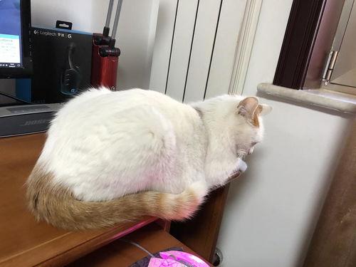 成人免费看猫咪短视频